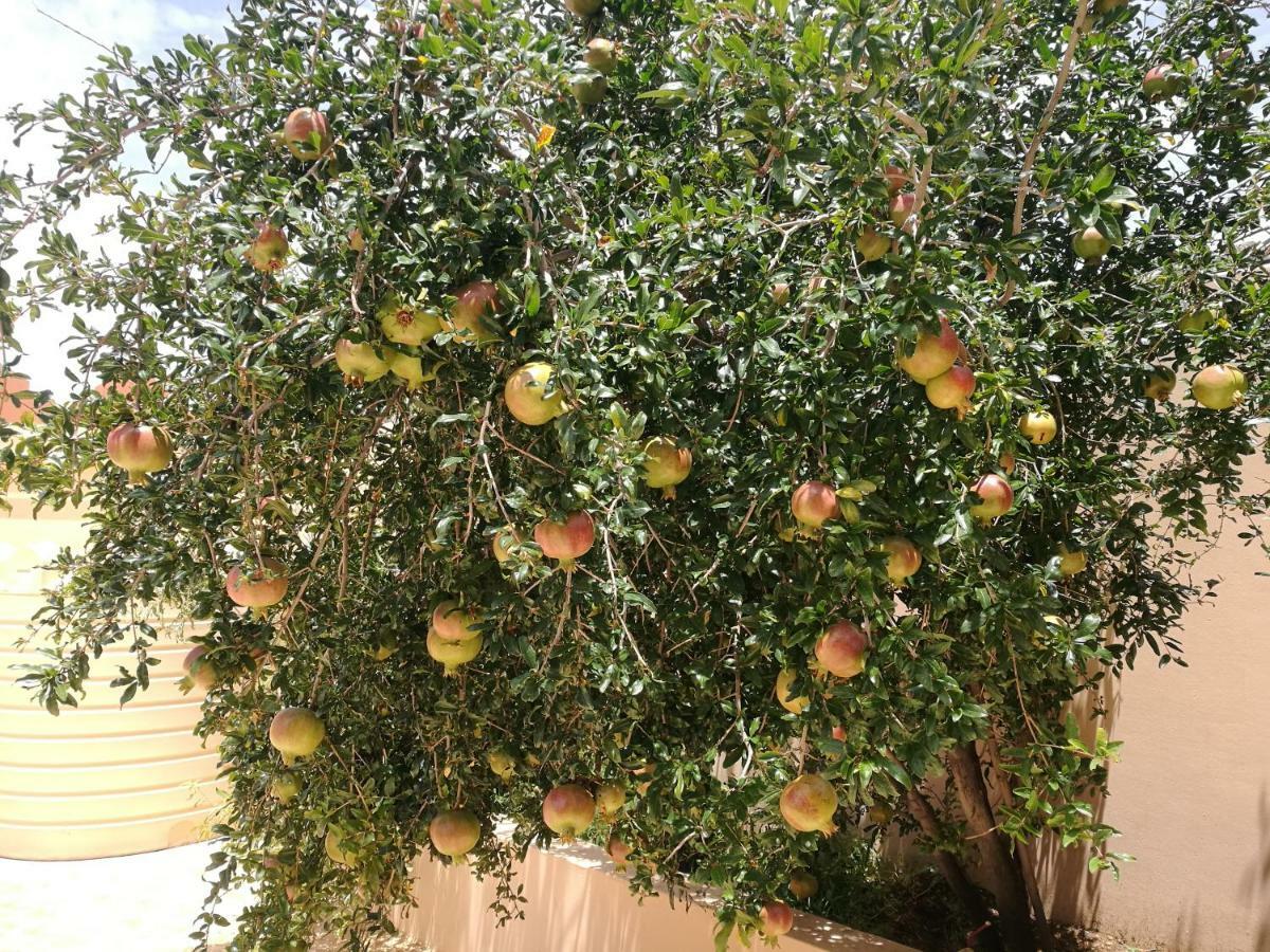 Salassel Al Jabal Al Akhdar Guesthouse Al ‘Aqar Kültér fotó